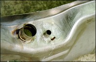 Filler neck on fuel tank